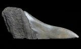 Fossil Megalodon Tooth Paper Weight #66216-1